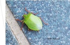 Chlorocoris distinctus