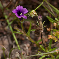 Monopsis debilis debilis