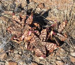 Aloe greatheadii