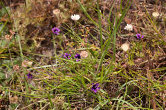 Monopsis debilis debilis
