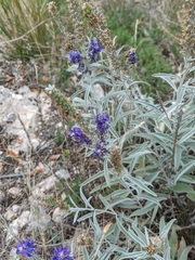 Veronica hololeuca