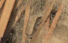 Aspidoscelis exsanguis