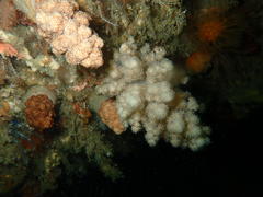 Eunephthya thyrsoidea