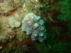 Eunephthya thyrsoidea