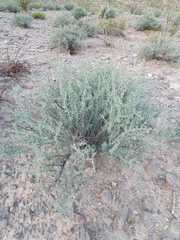 Sericodes greggii