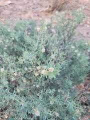 Sericodes greggii