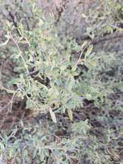 Sericodes greggii