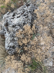 Odontarrhena tortuosa