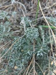 Odontarrhena tortuosa