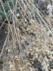 Odontarrhena tortuosa