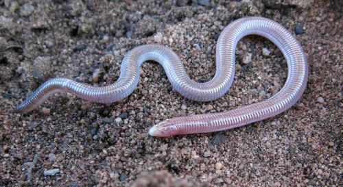 Zygaspis quadrifrons