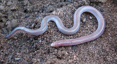 Kalahari Dwarf Worm Lizard photo 4