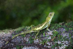 Diploderma polygonatum polygonatum