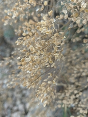 Odontarrhena tortuosa