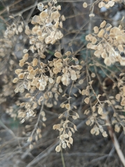 Odontarrhena tortuosa