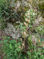 Delphinium fissum