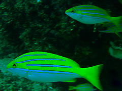 Lutjanus bengalensis