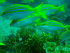 Lutjanus bengalensis