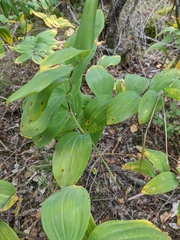 Polygonatum latifolium