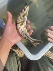 Menticirrhus saxatilis