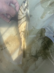 Menticirrhus saxatilis