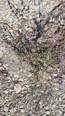 Limonium suffruticosum