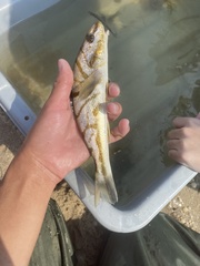 Menticirrhus saxatilis