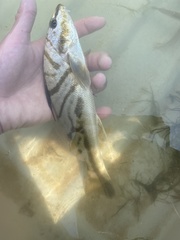 Menticirrhus saxatilis
