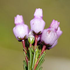 Erica obliqua