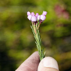 Erica obliqua