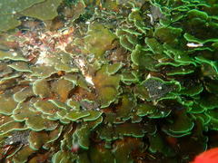 Exallosorus harveyanus