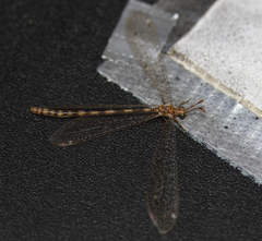 Clathroneuria schwarzi