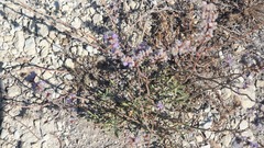 Limonium suffruticosum