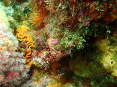 Paraflabellina funeka