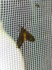 Dysauxes famula