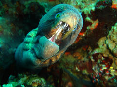 Gymnothorax breedeni