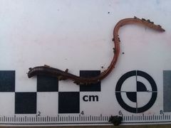Lumbricus rubellus