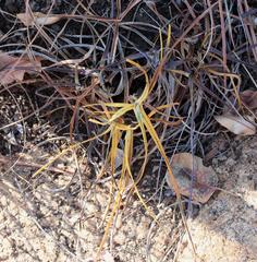 Xerophyta schlechteri