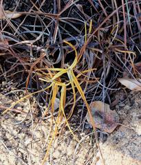 Xerophyta schlechteri