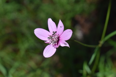 Cosmos linearifolius