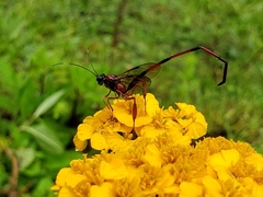 Pelecinus thoracicus