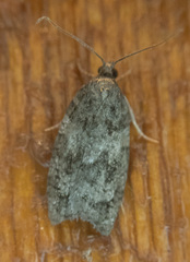 Acleris gloveranus