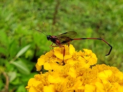 Pelecinus thoracicus