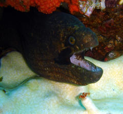 Gymnothorax breedeni