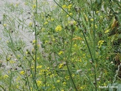 Sonchus oleraceus