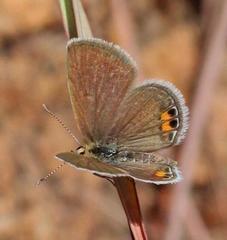 Freyeria trochylus