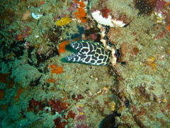 Gymnothorax favagineus