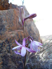 Eulophia hians hians