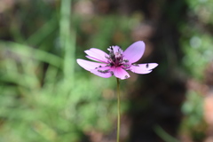 Cosmos linearifolius
