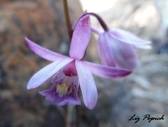 Eulophia hians hians